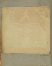 Un frammento di pizzo con tre rametti di muschio